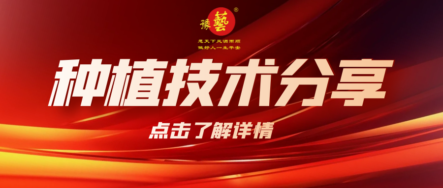 要想種出精品率高的胡蘿卜，這7點要注意！